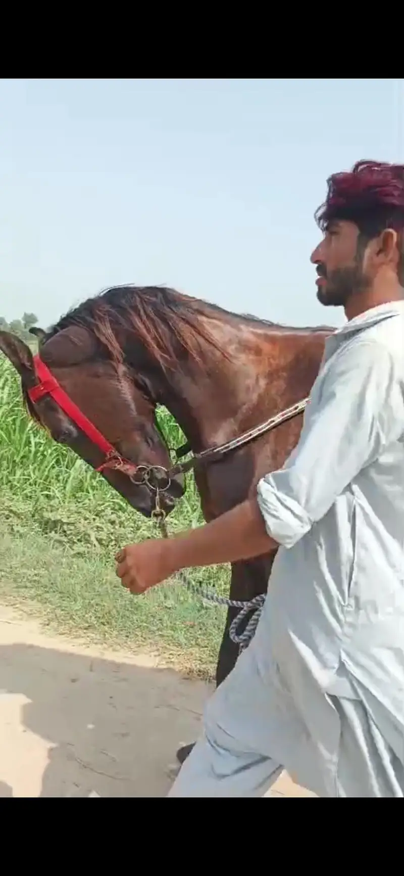 male horse argent sale — photo 7