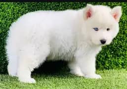 Husky | Siberian Husky | Wolly Coat Odd Eyes Huksy | Husky For Sale
