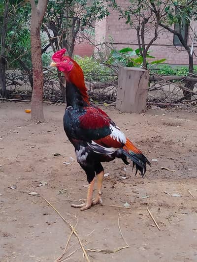Dragon Aseel Murgha I Saleti Aseel Murghi I Aseel Pair