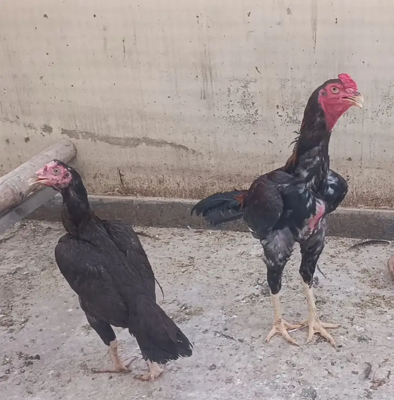 Dragon Aseel Murgha I Saleti Aseel Murghi I Aseel Pair — photo 3