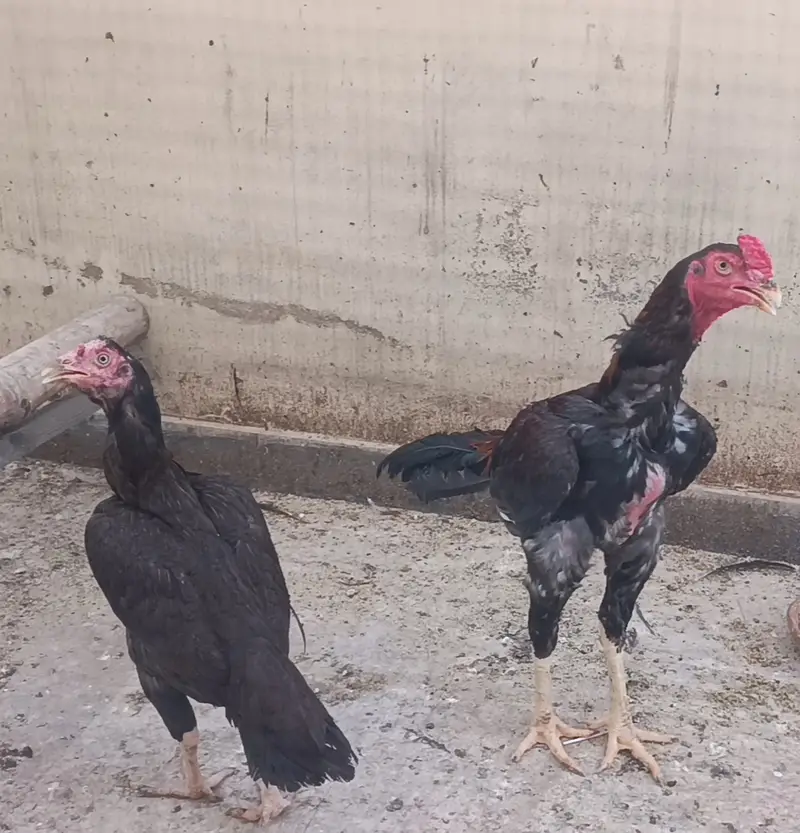 Dragon Aseel Murgha I Saleti Aseel Murghi I Aseel Pair — photo 4