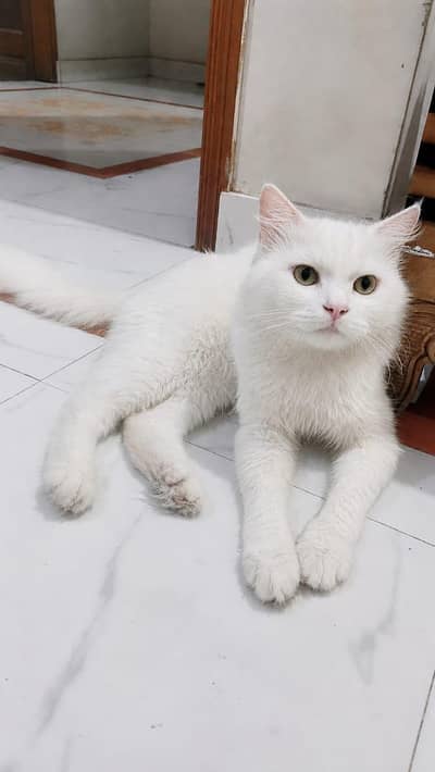 Name Alex Persian Vaccinated