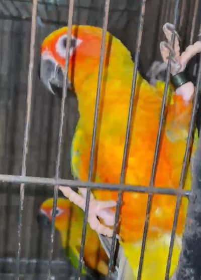Sun conure