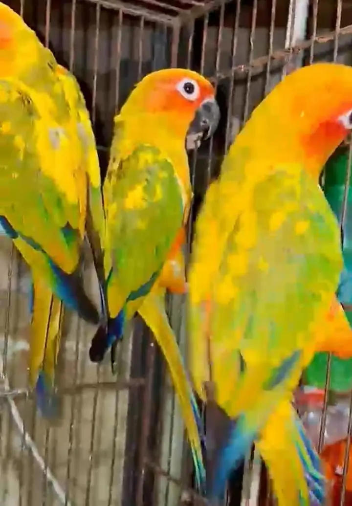 Sun conure — photo 2