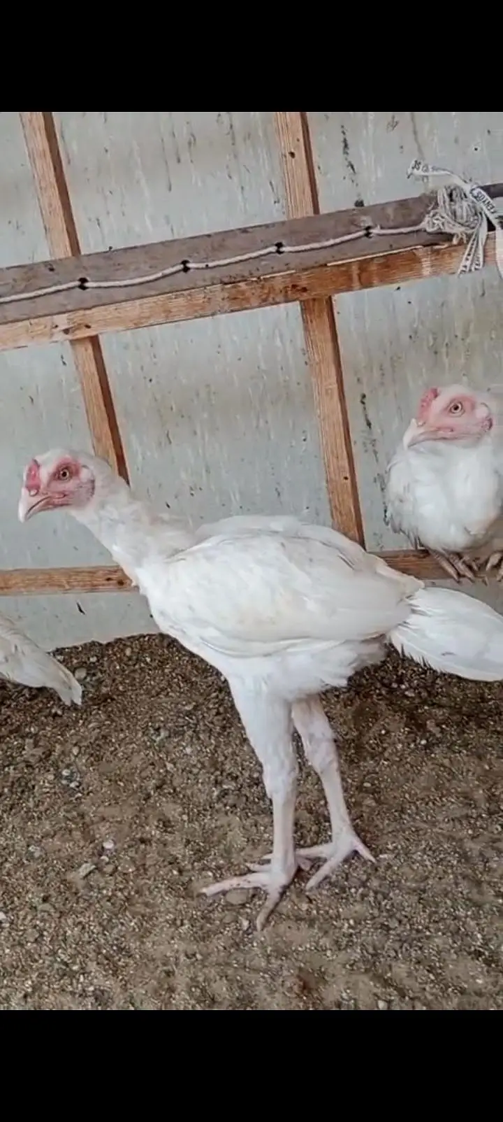 pure heera aseel birds — photo 5