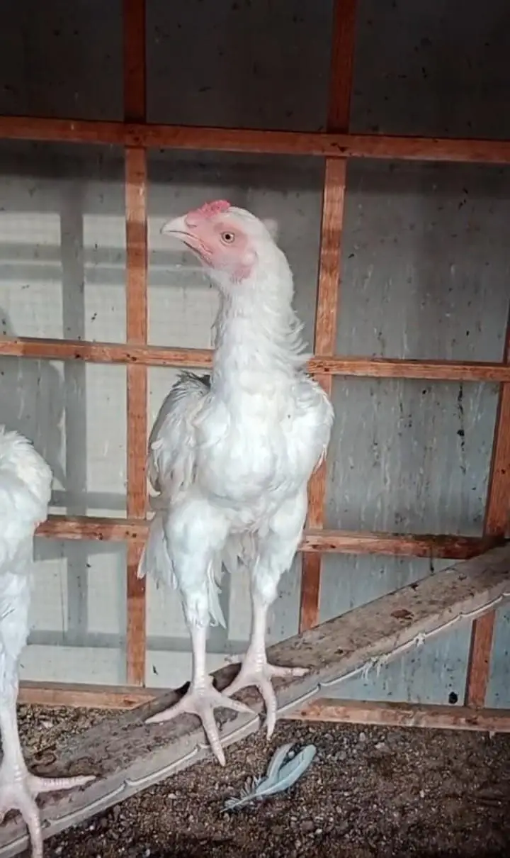 pure heera aseel birds — photo 8