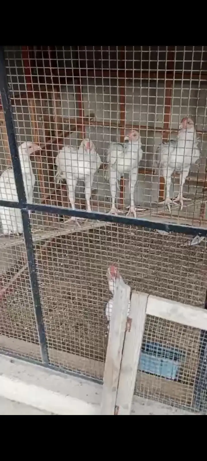 pure heera aseel birds — photo 9