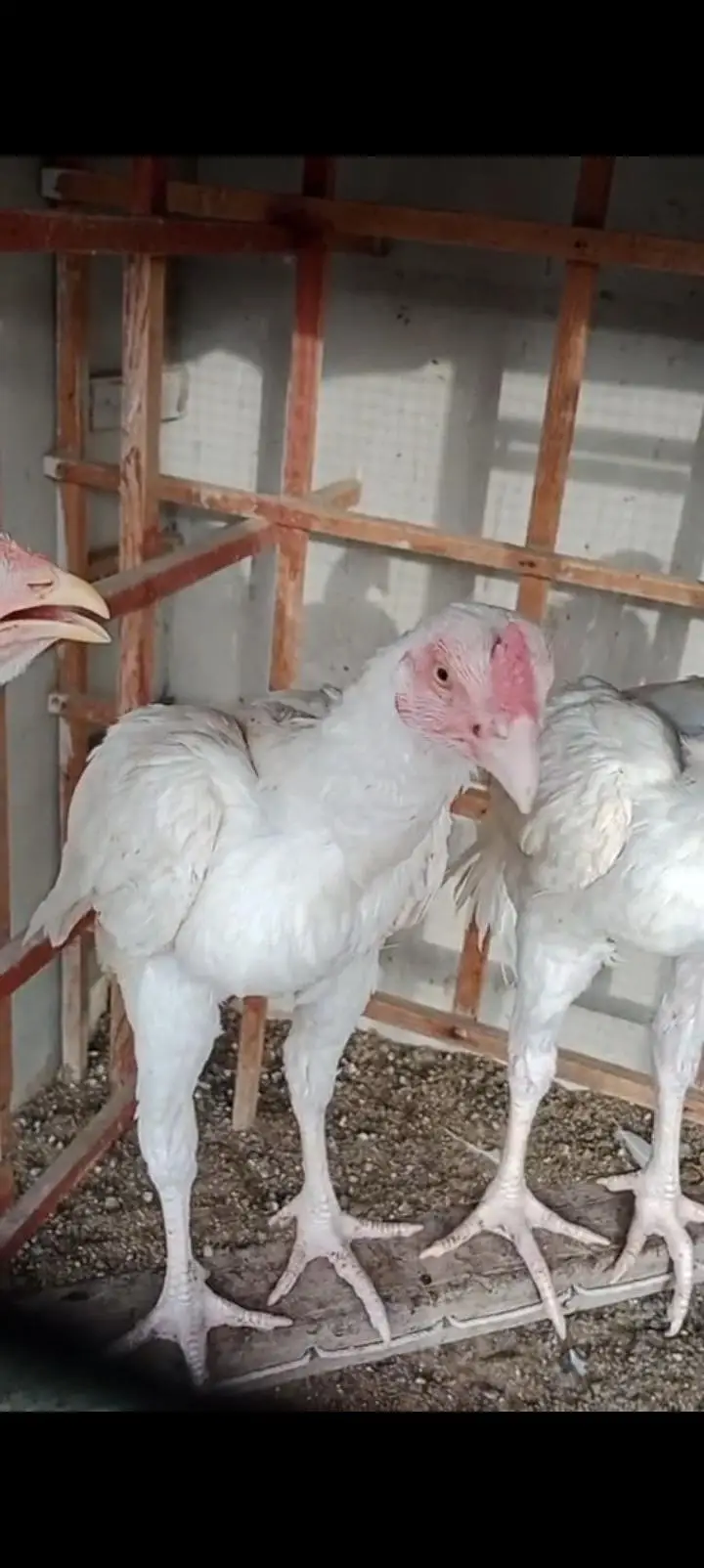 pure heera aseel birds — photo 11