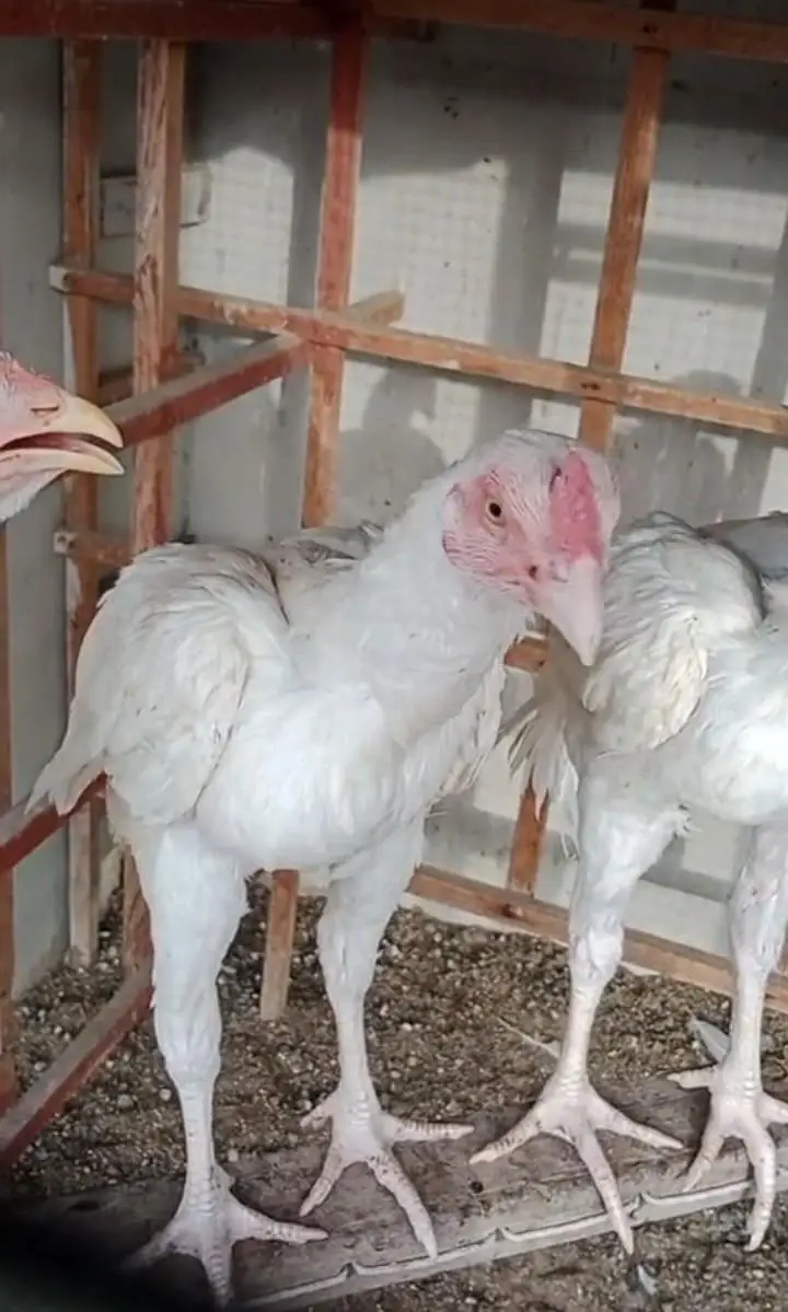 pure heera aseel birds — photo 12