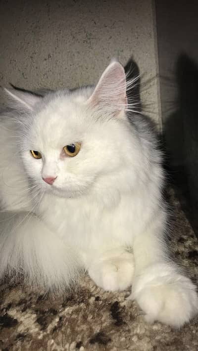 Pure persian male