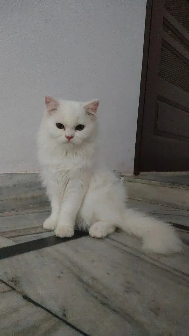 Pure persian male — photo 2