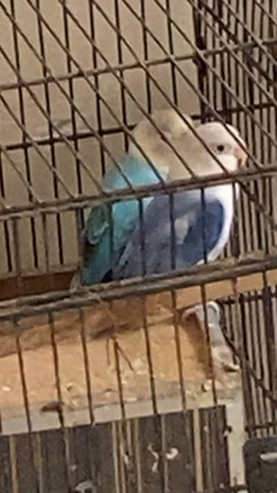 Green n blue pair
