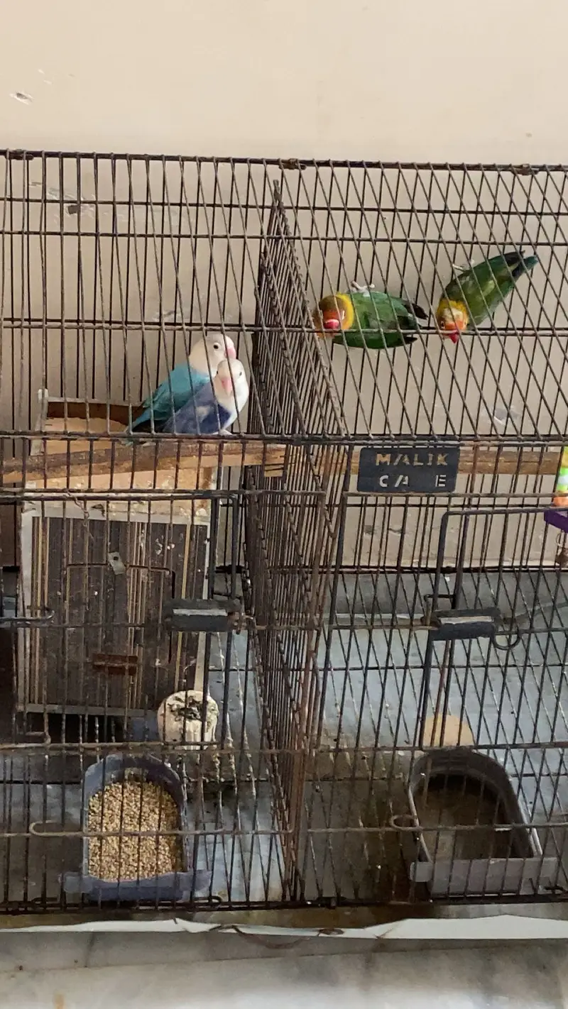 Green n blue pair — photo 2