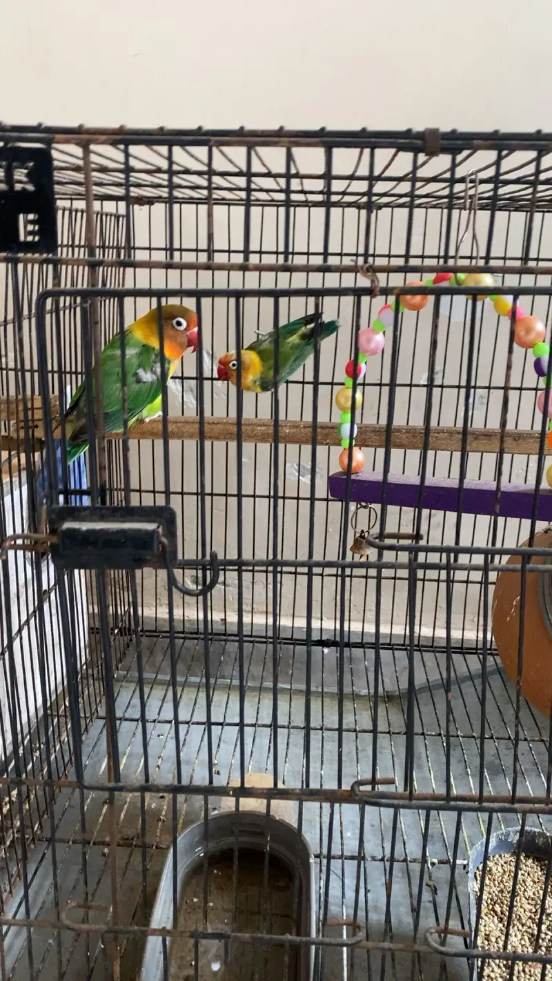 Green n blue pair — photo 3