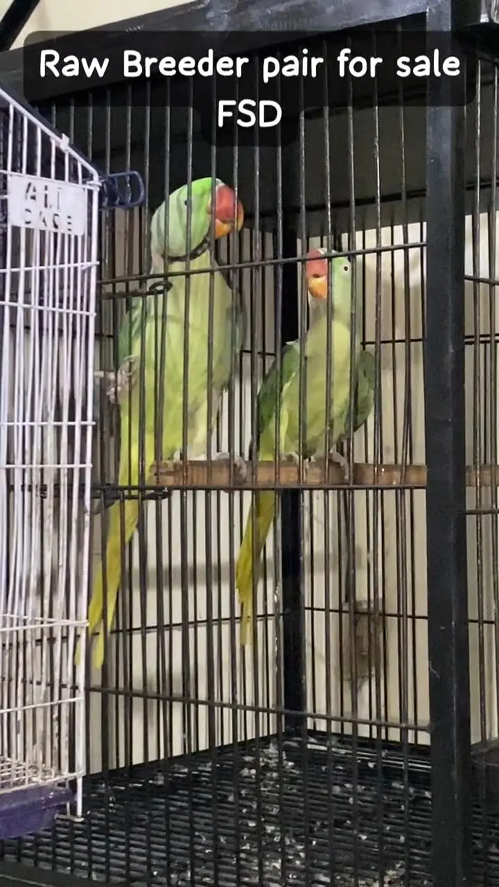 Raw breeder pair for sale — photo 2