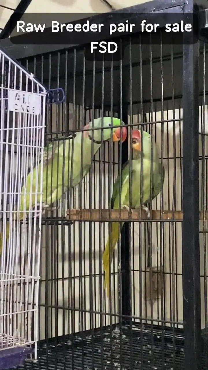 Raw breeder pair for sale — photo 3