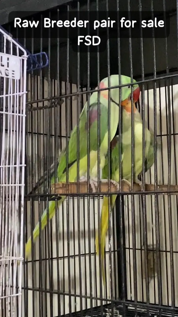 Raw breeder pair for sale — photo 4