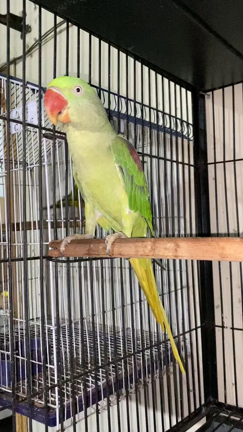 Raw breeder pair for sale — photo 5