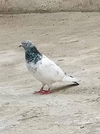 High Flyer Breeder Male