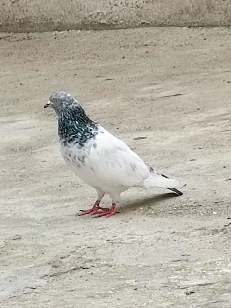 High Flyer Breeder Male