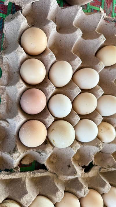 100% ORGANIC DESI EGGS