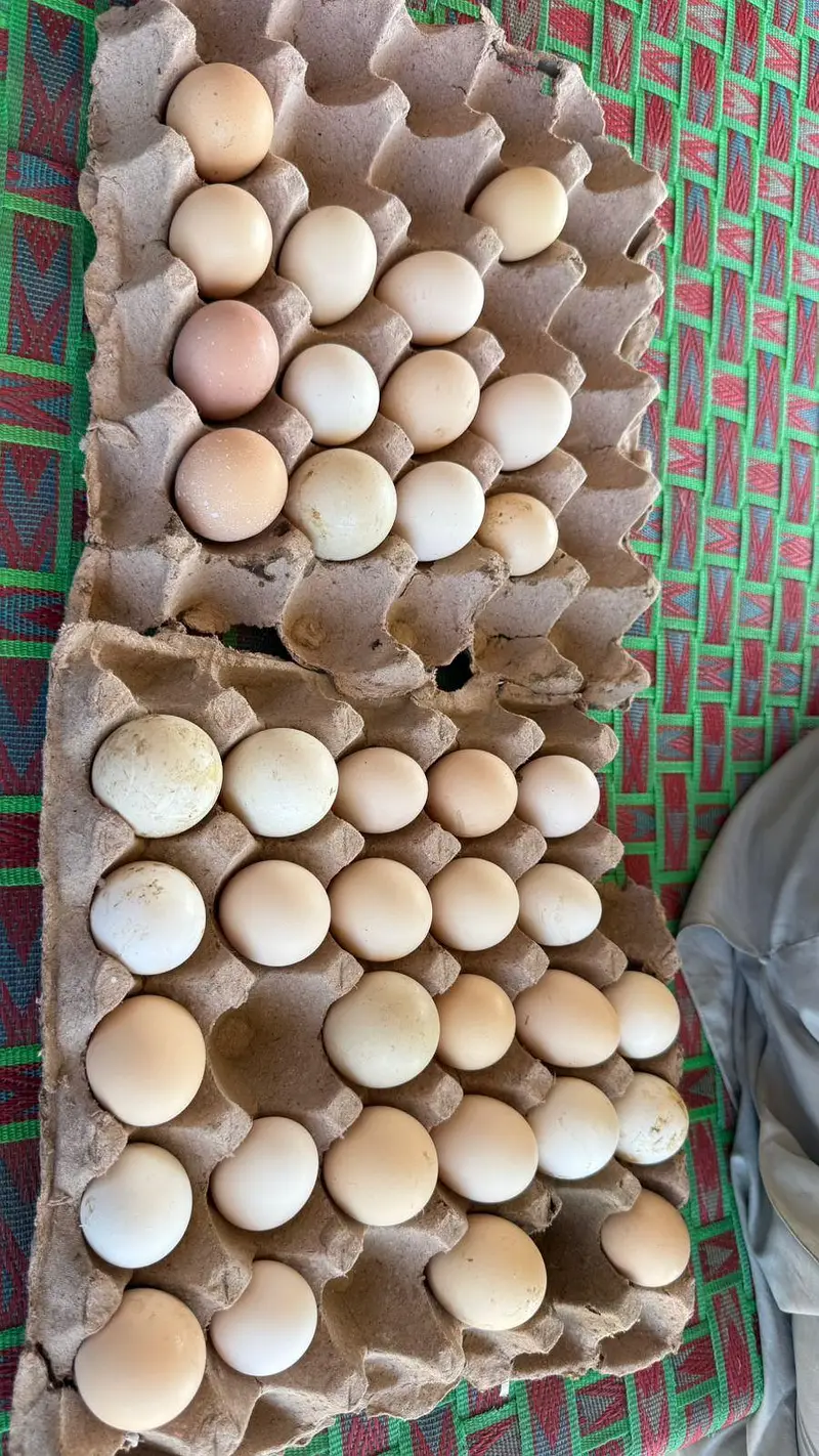100% ORGANIC DESI EGGS — photo 2