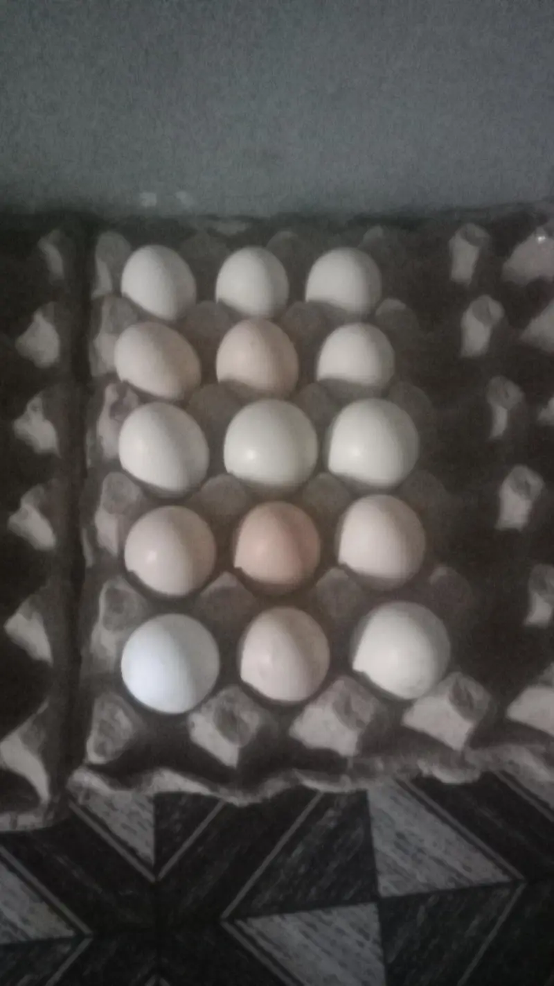 100% ORGANIC DESI EGGS — photo 3