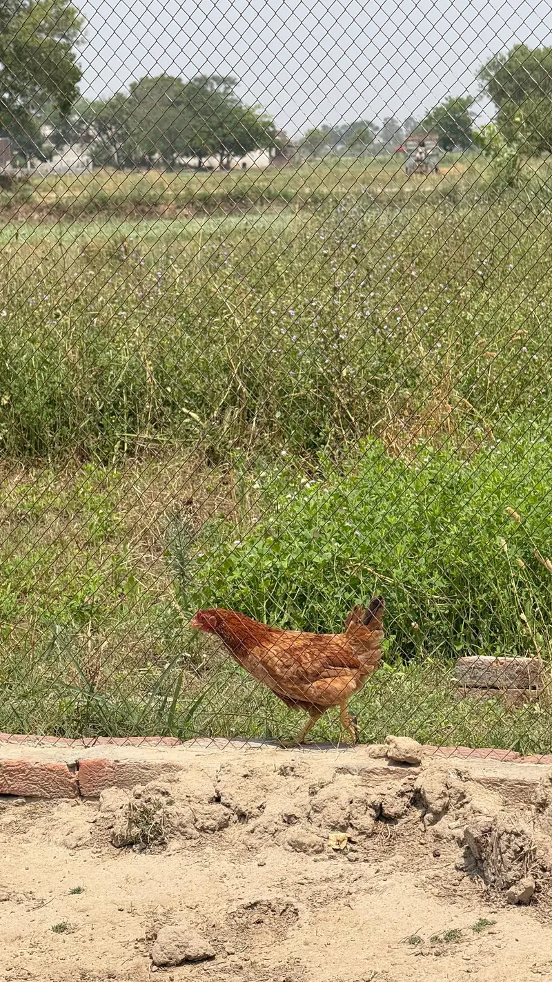 100% ORGANIC DESI EGGS — photo 4