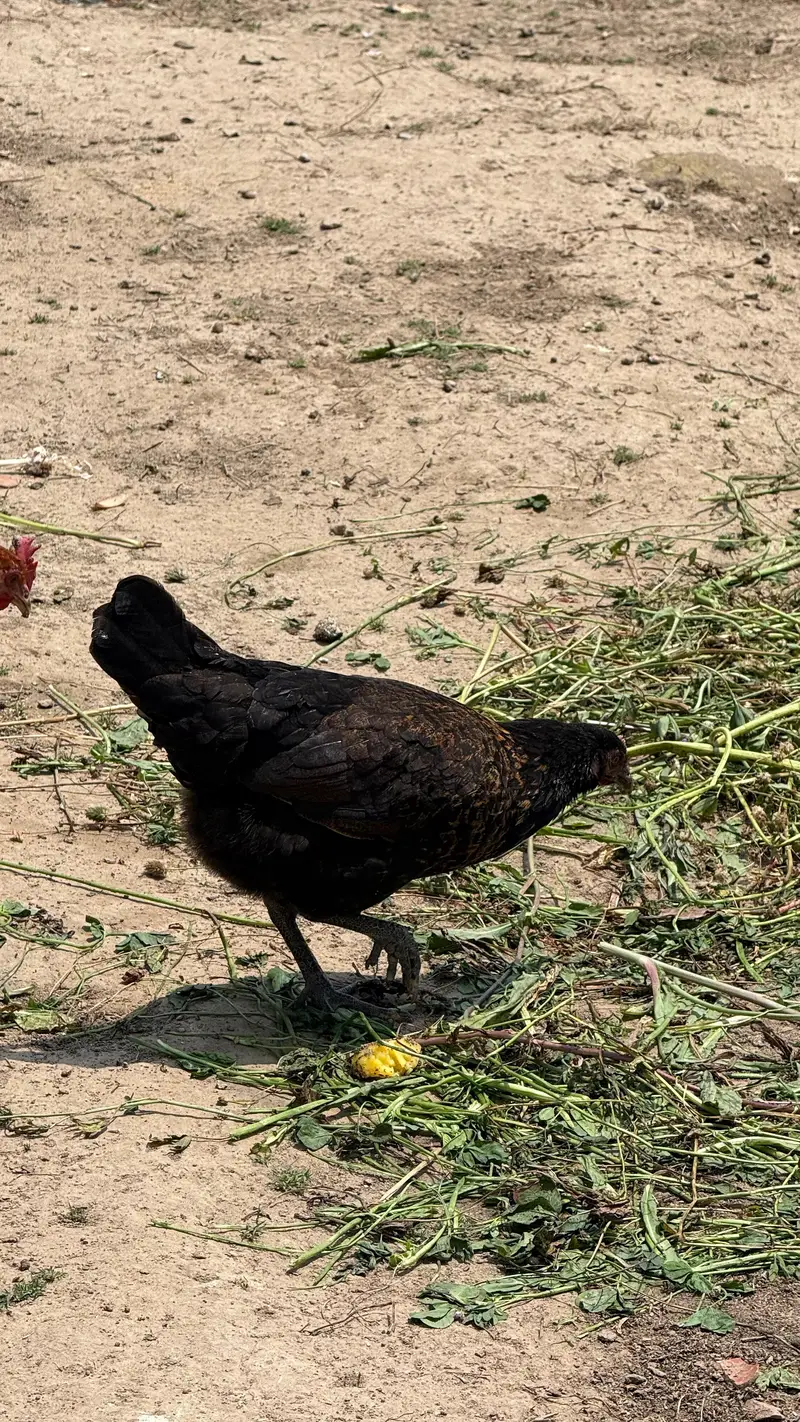 100% ORGANIC DESI EGGS — photo 6