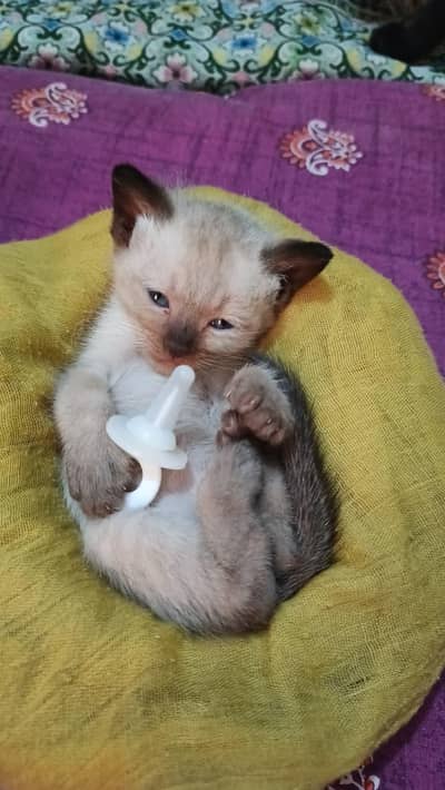 pure Siamese smart body