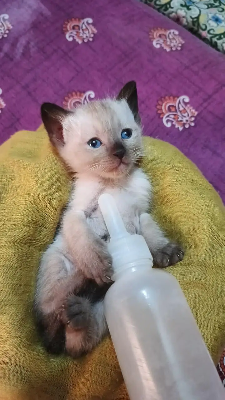 pure Siamese smart body — photo 2