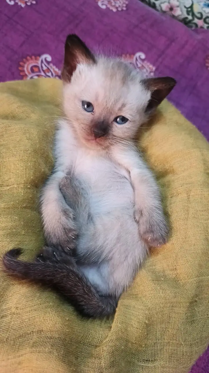 pure Siamese smart body — photo 3
