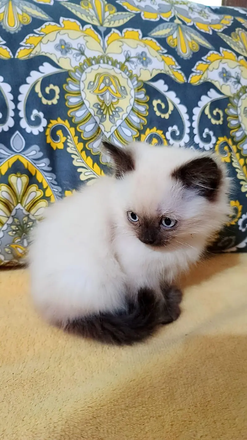 pure Siamese smart body — photo 4