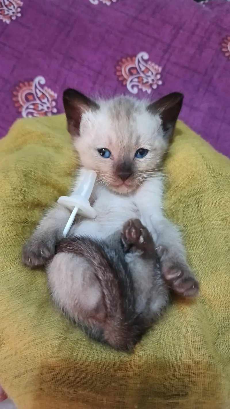 pure Siamese smart body — photo 5