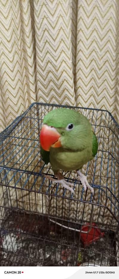 raw parot he 4months ka