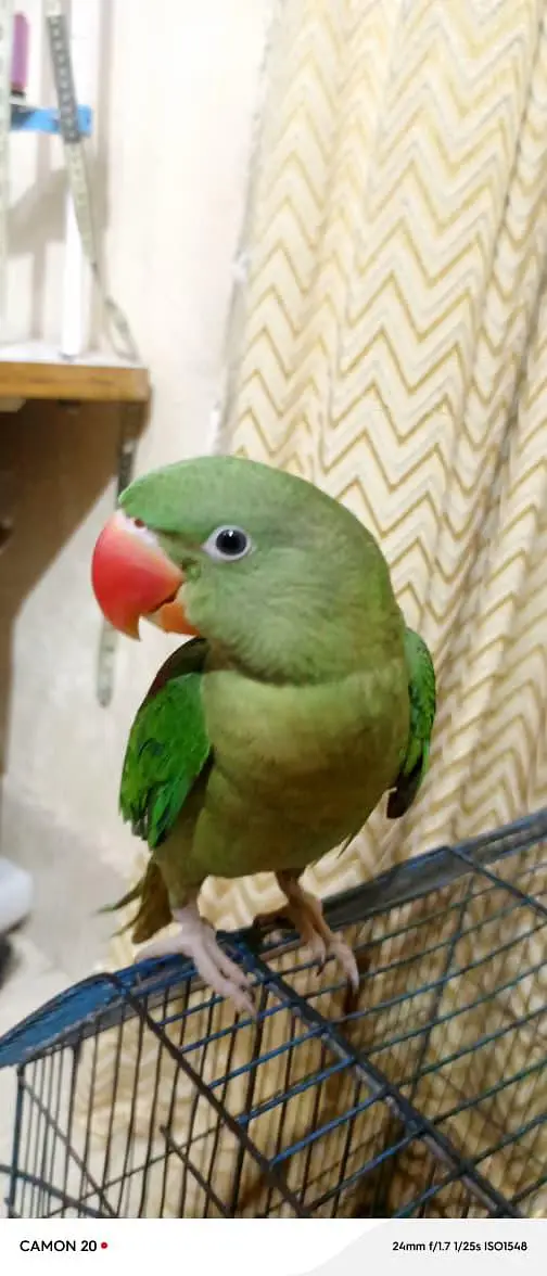 raw parot he 4months ka — photo 2