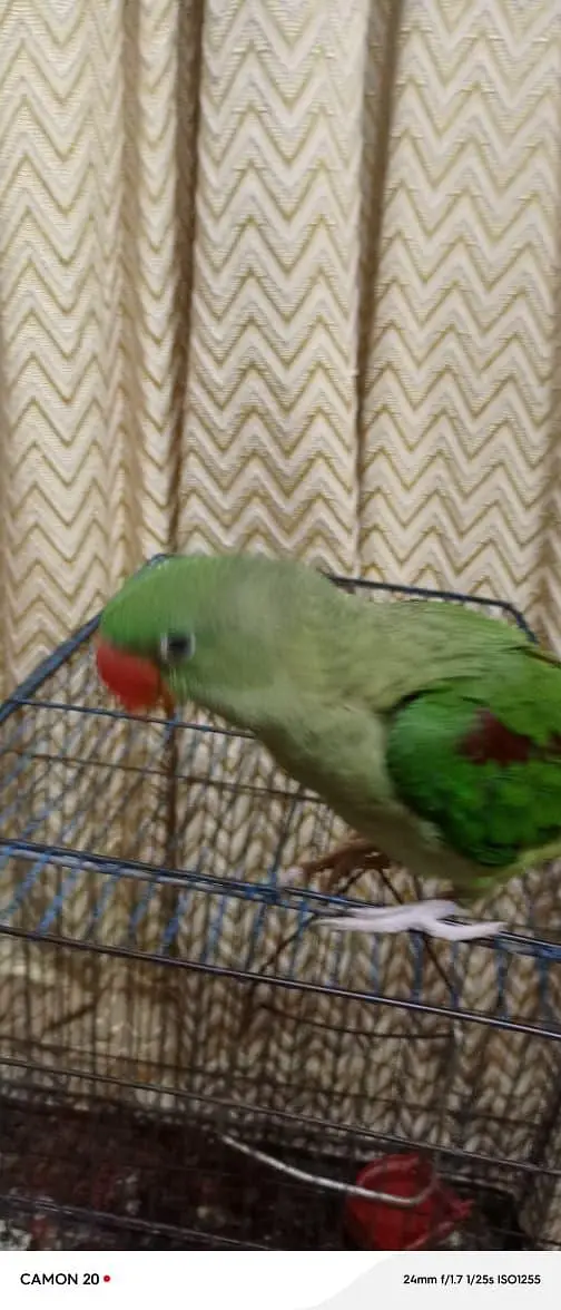 raw parot he 4months ka — photo 3