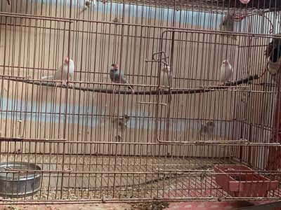 java finches urgent sale