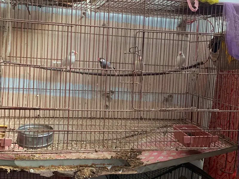 java finches urgent sale — photo 2