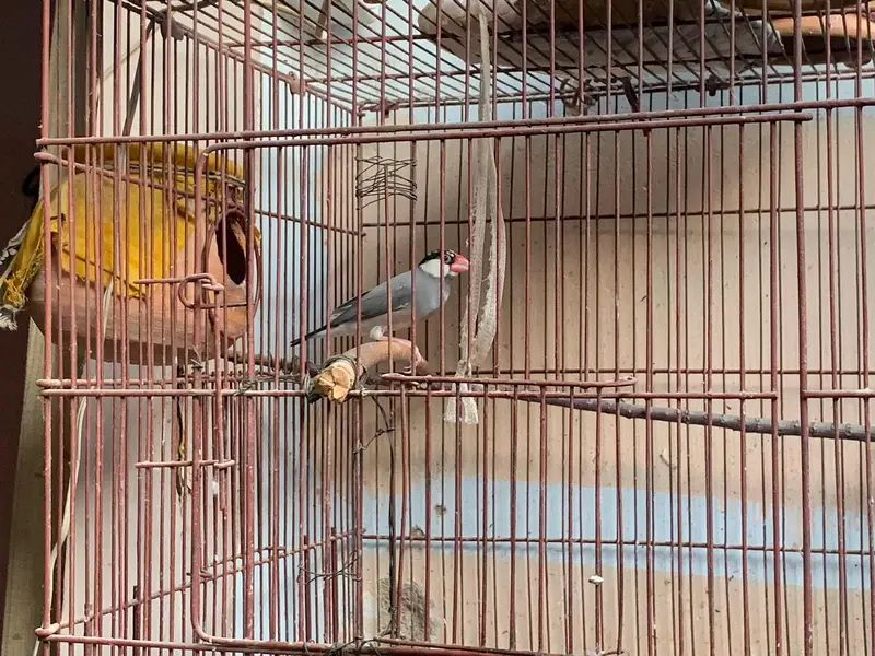 java finches urgent sale — photo 3