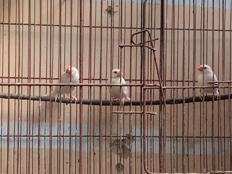 java finches urgent sale — photo 4