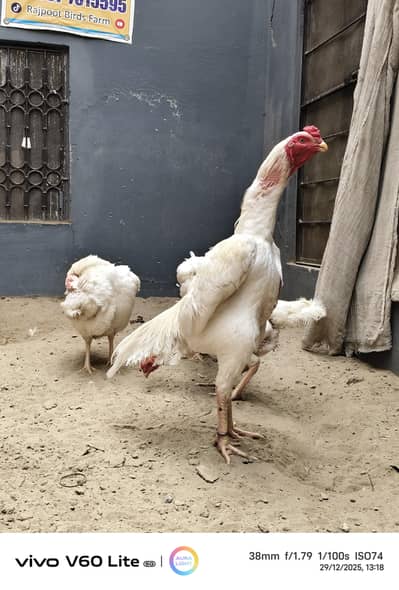 White Shamo Eggs