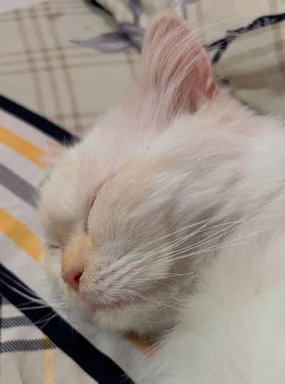 Cat for sale