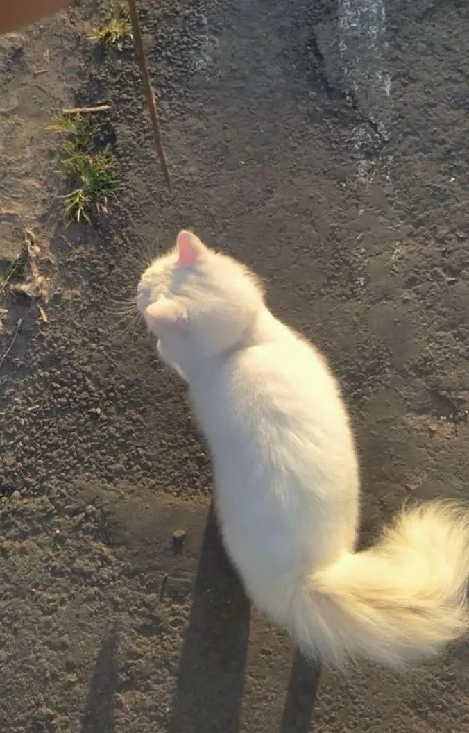 Cat for sale — photo 2