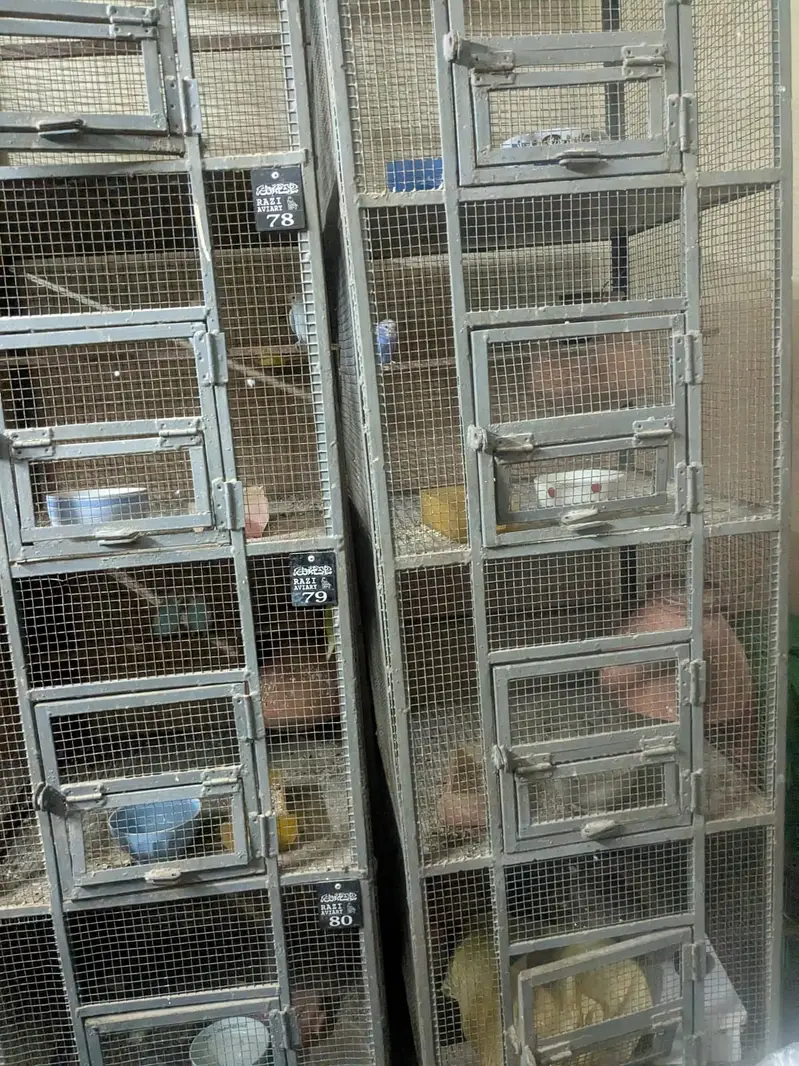 Bird Cage — photo 2