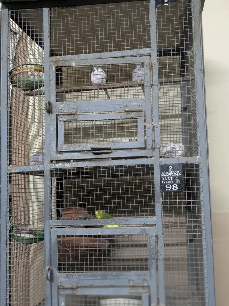 Bird Cage — photo 3
