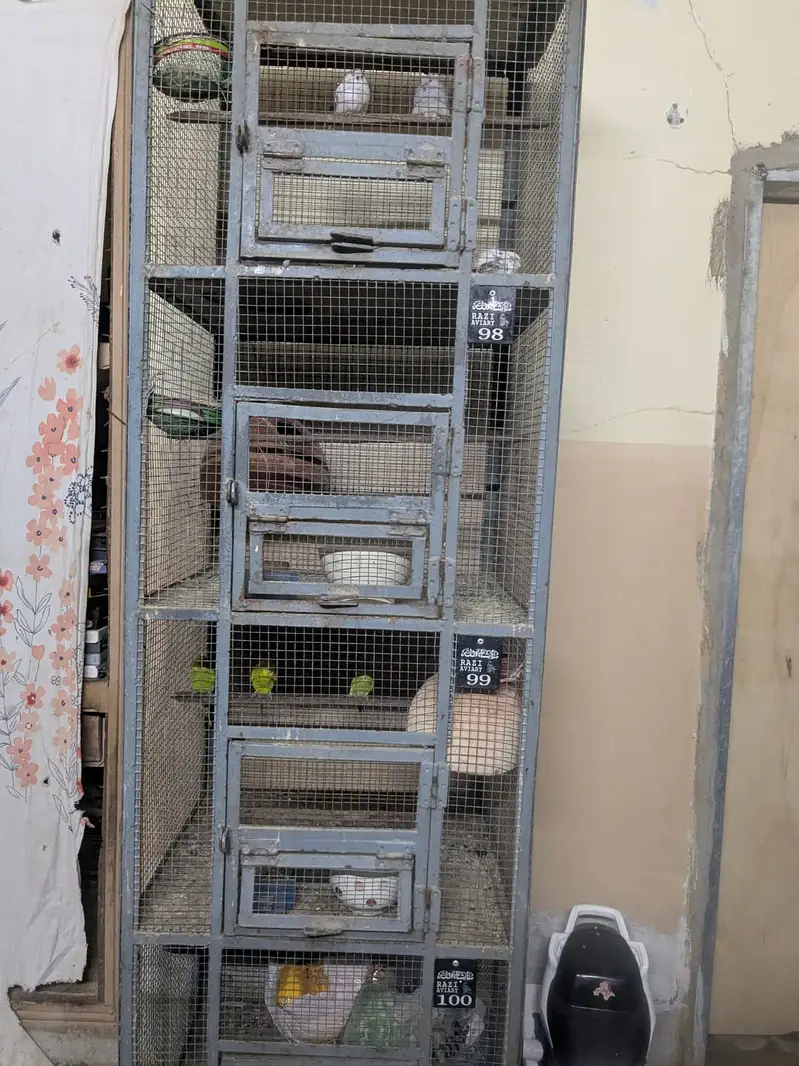 Bird Cage — photo 4