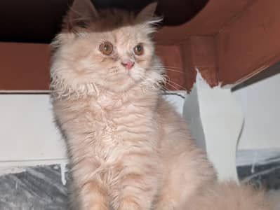 Persian Cat for Sale