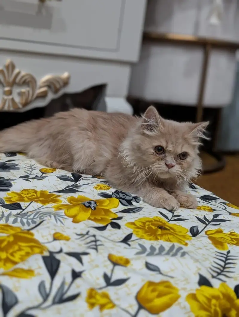 Persian Cat for Sale — photo 2