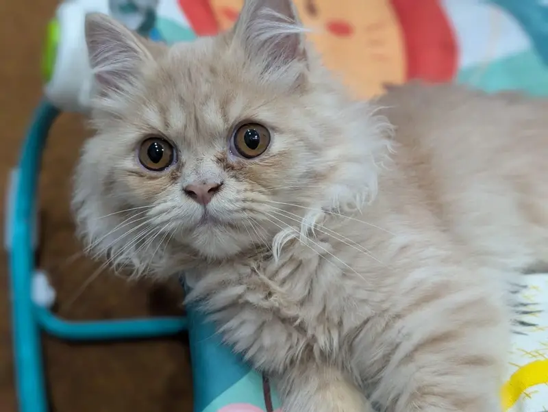 Persian Cat for Sale — photo 3